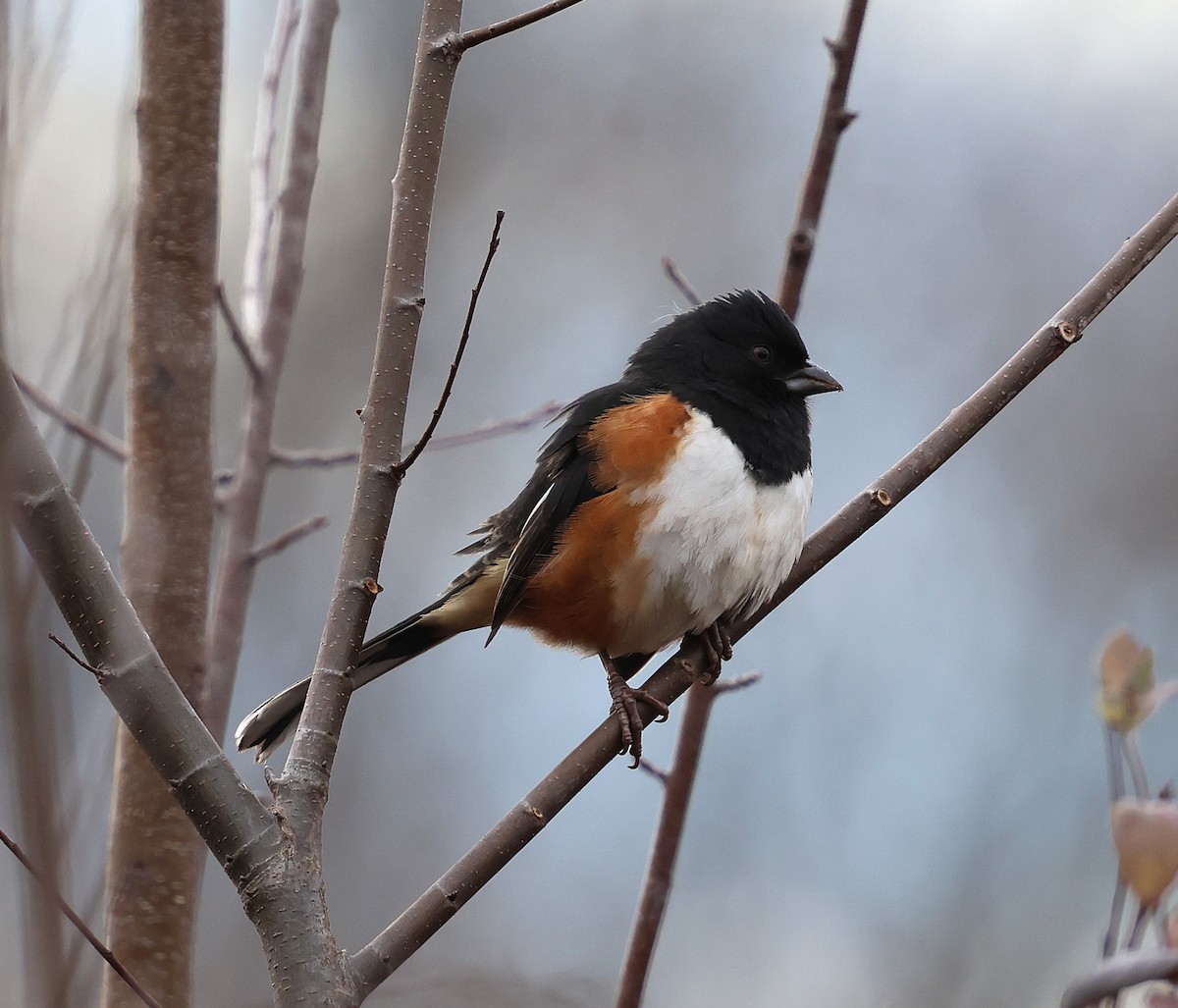 ワキアカトウヒチョウ - ML647361655