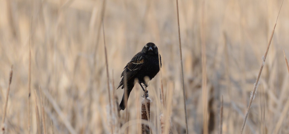 Red-winged Blackbird - ML647361667