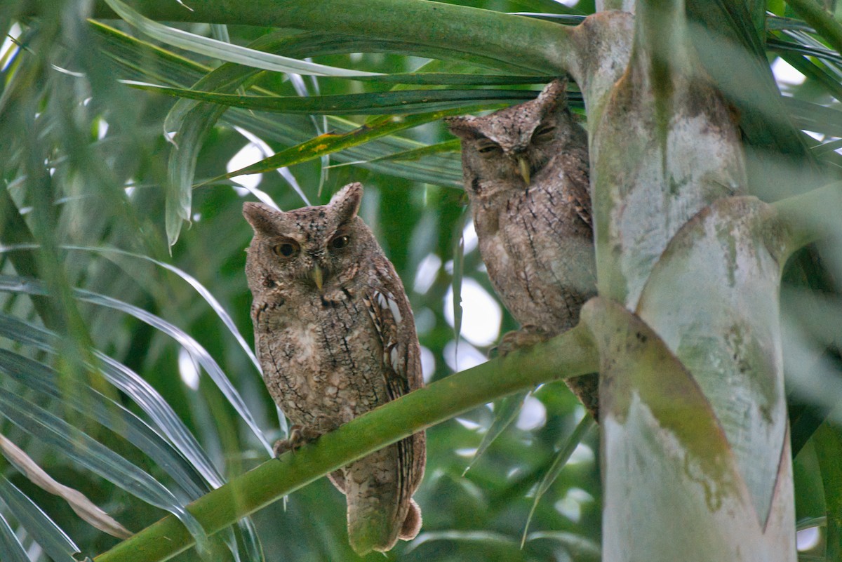 Autillo de Manglar - ML647361680