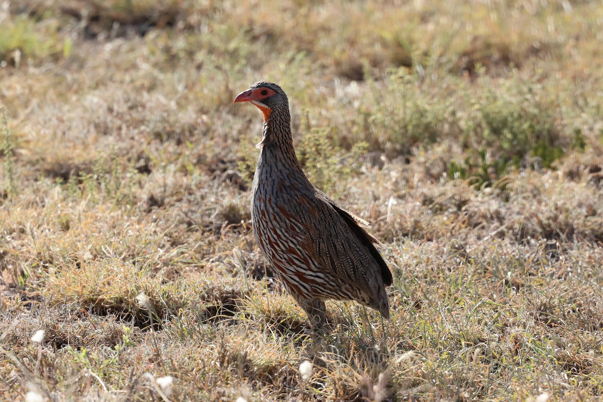 Gray-breasted Spurfowl - ML647361711