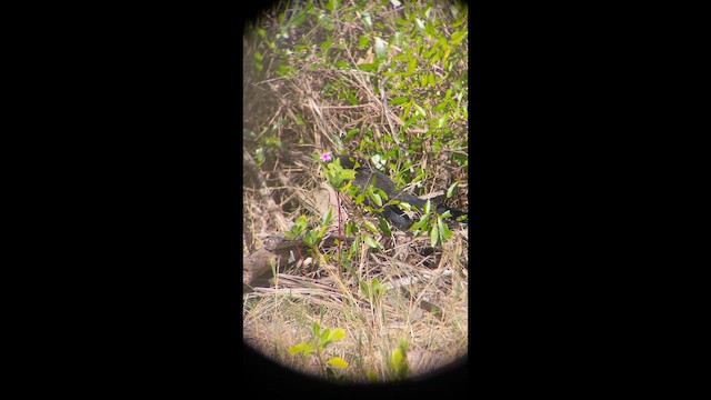 Groove-billed Ani - ML647361722