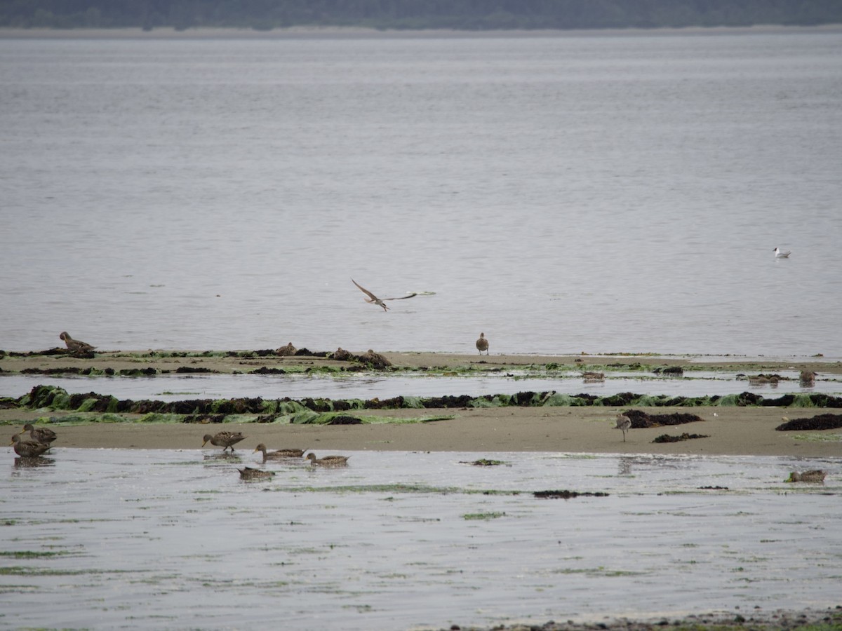 Yellow-billed Pintail - ML647361724