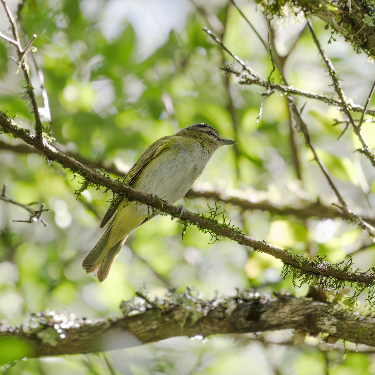 Chivi Vireo - ML647361729