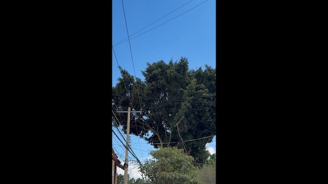 Northern Rough-winged Swallow - ML647361730