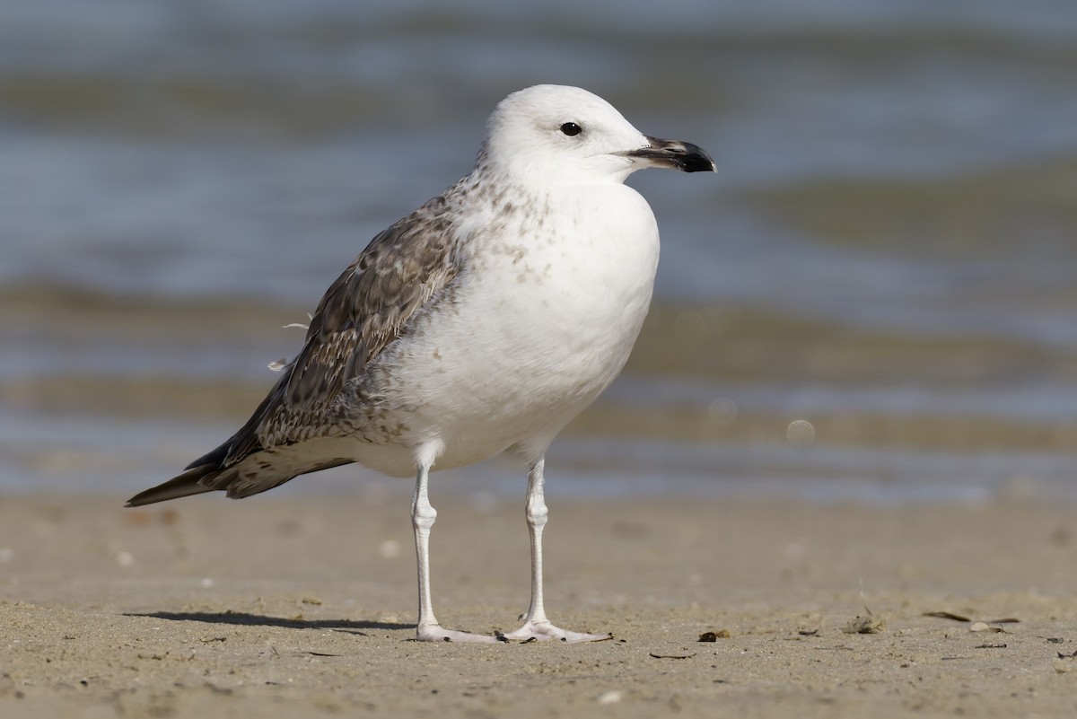 Larinae sp. - ML647361734