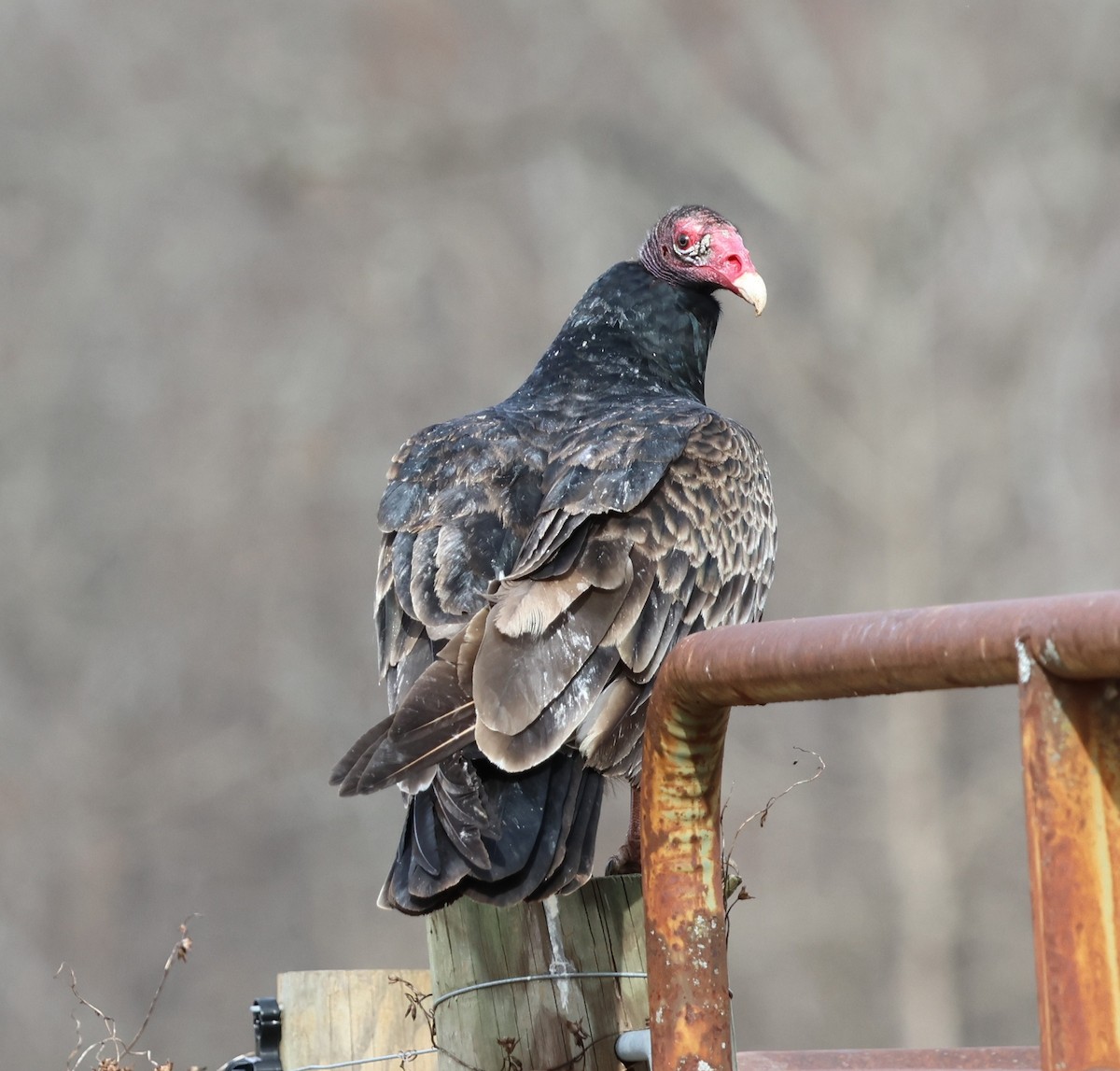 ヒメコンドル - ML647361735