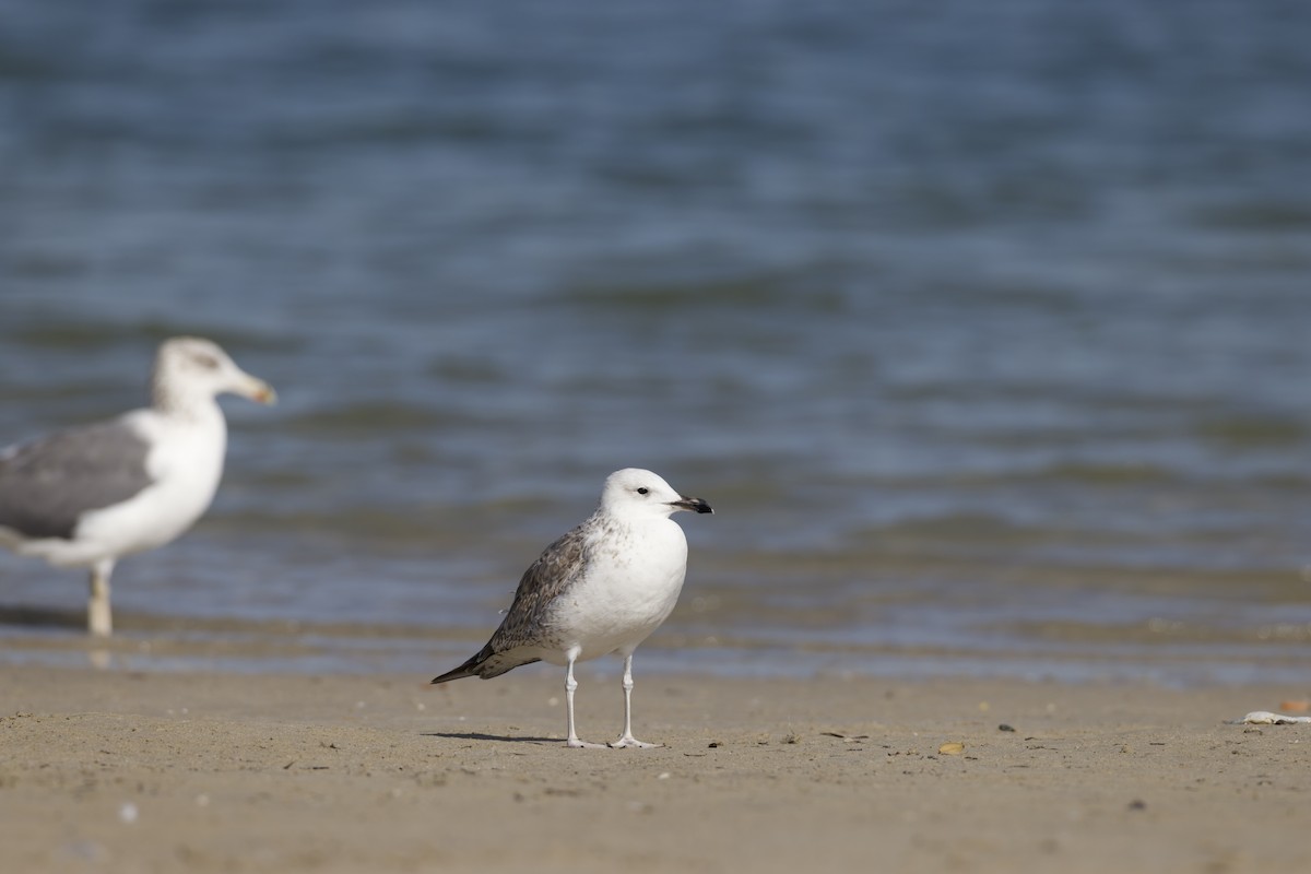 Larinae sp. - ML647361736