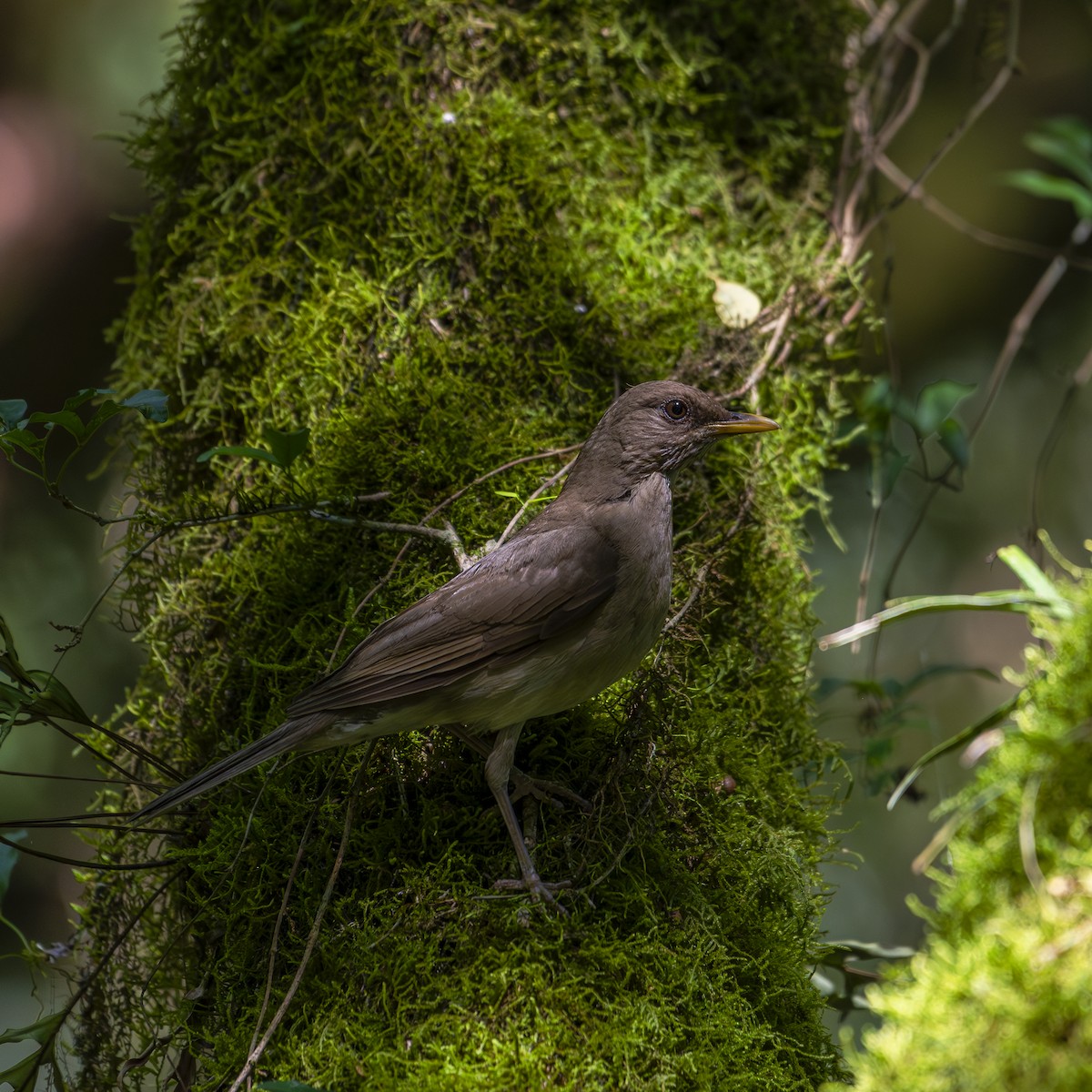 Creamy-bellied Thrush - ML647361741