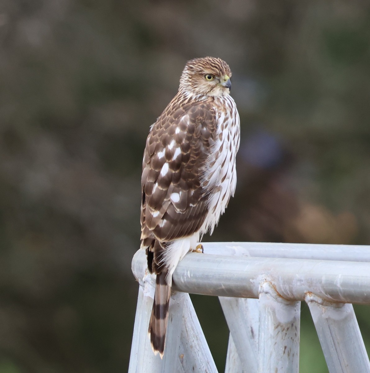 クーパーハイタカ - ML647361742