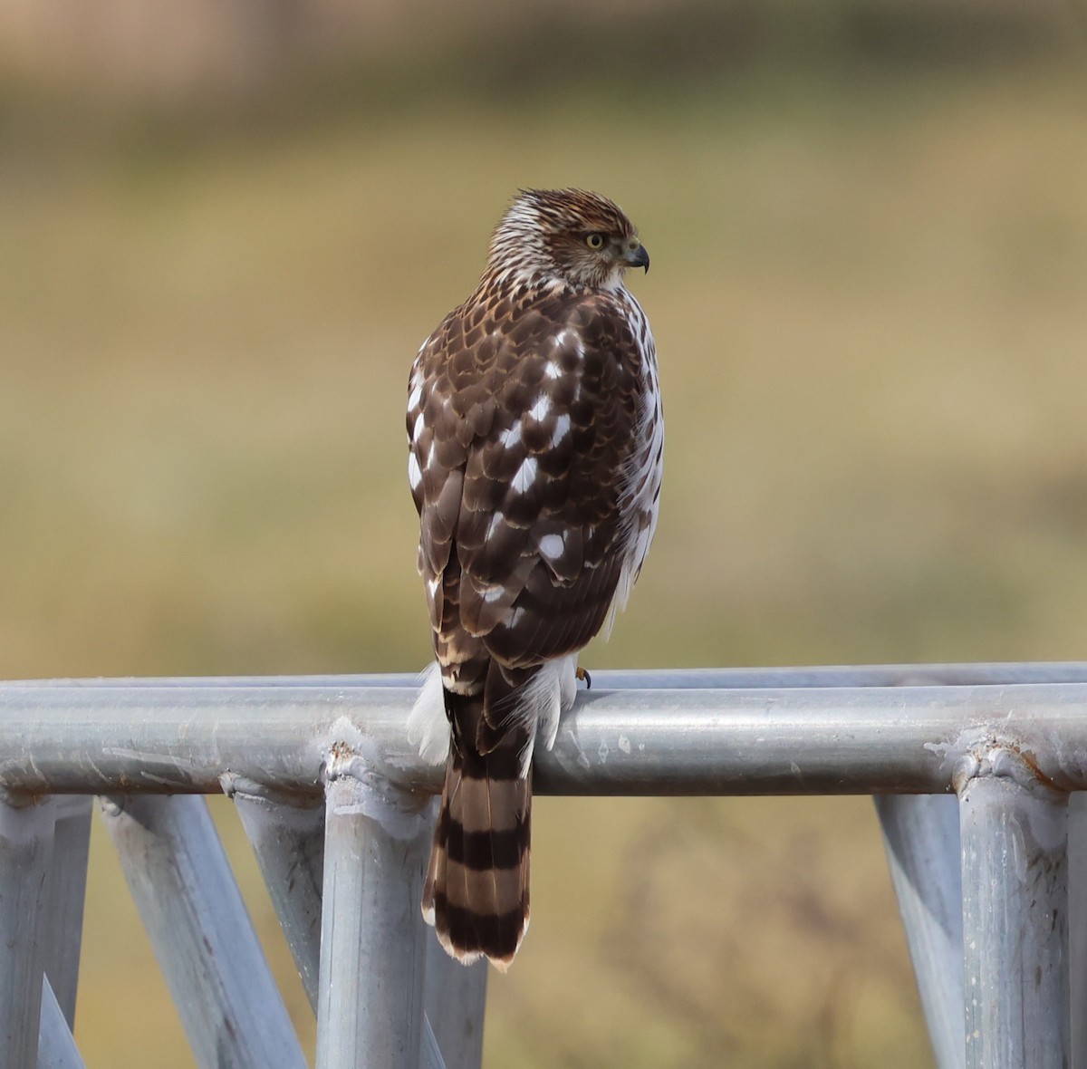 クーパーハイタカ - ML647361753