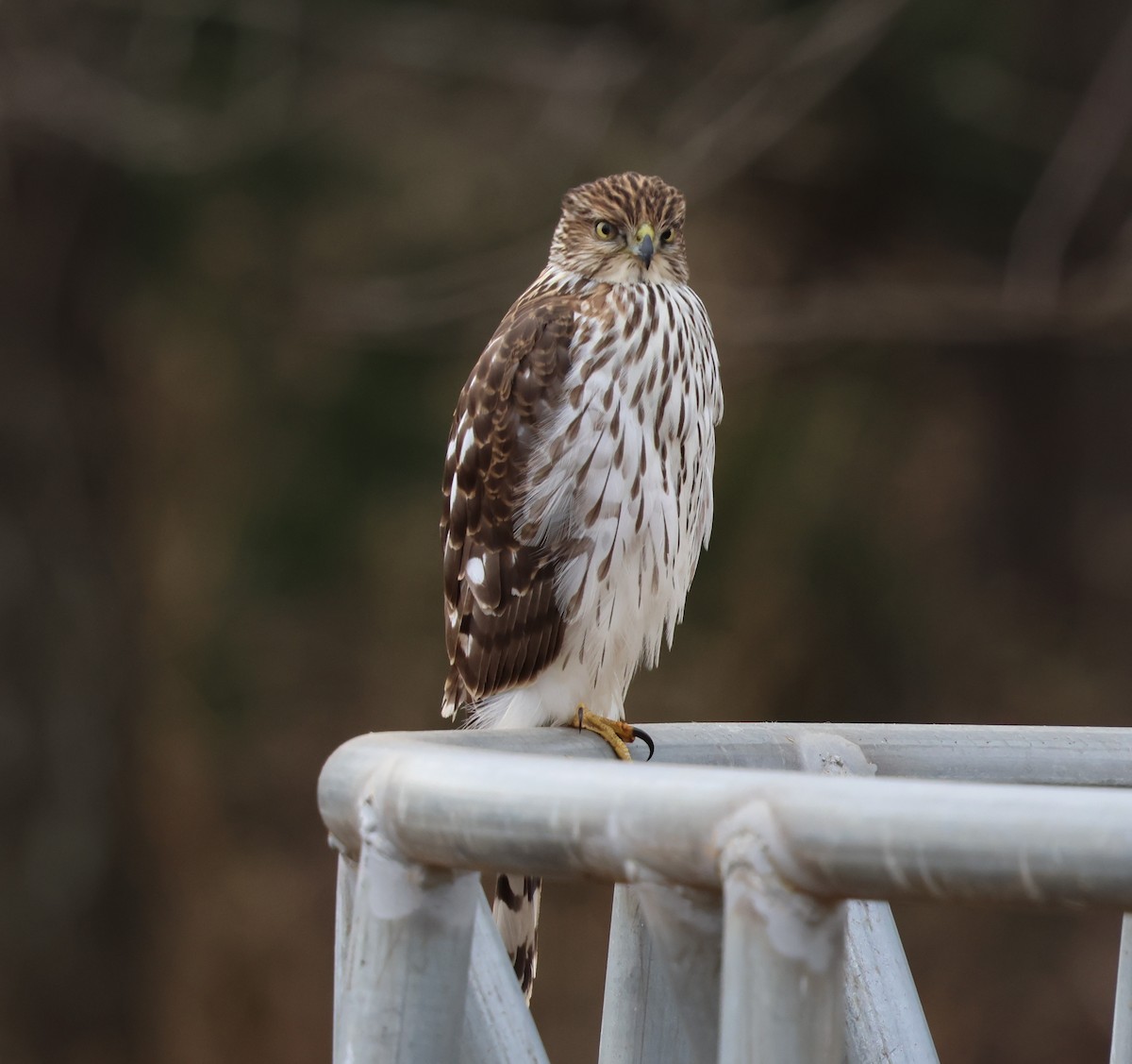 クーパーハイタカ - ML647361754