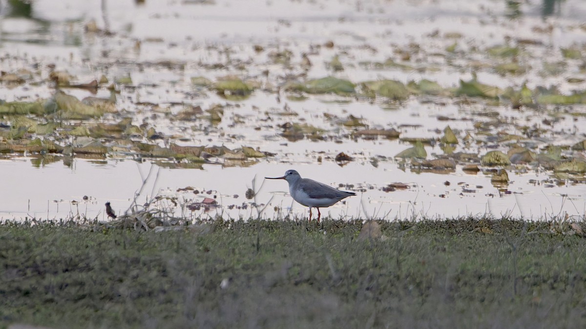 ביצנית אפורה - ML647361763