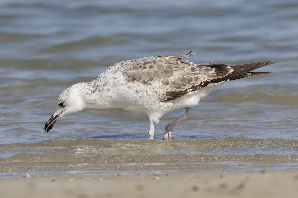 Büyük Karabaş Martı - ML647361765