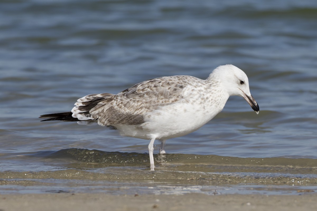 Büyük Karabaş Martı - ML647361767