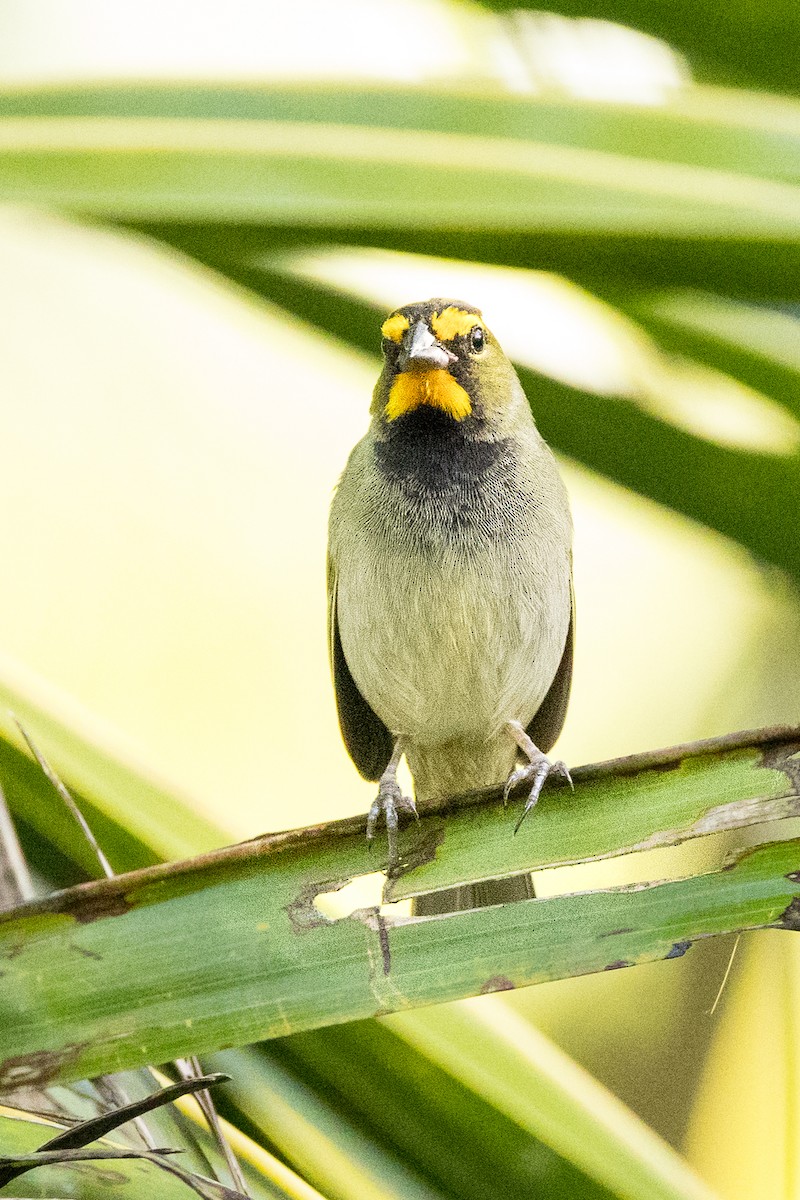 Yellow-faced Grassquit - ML647361771