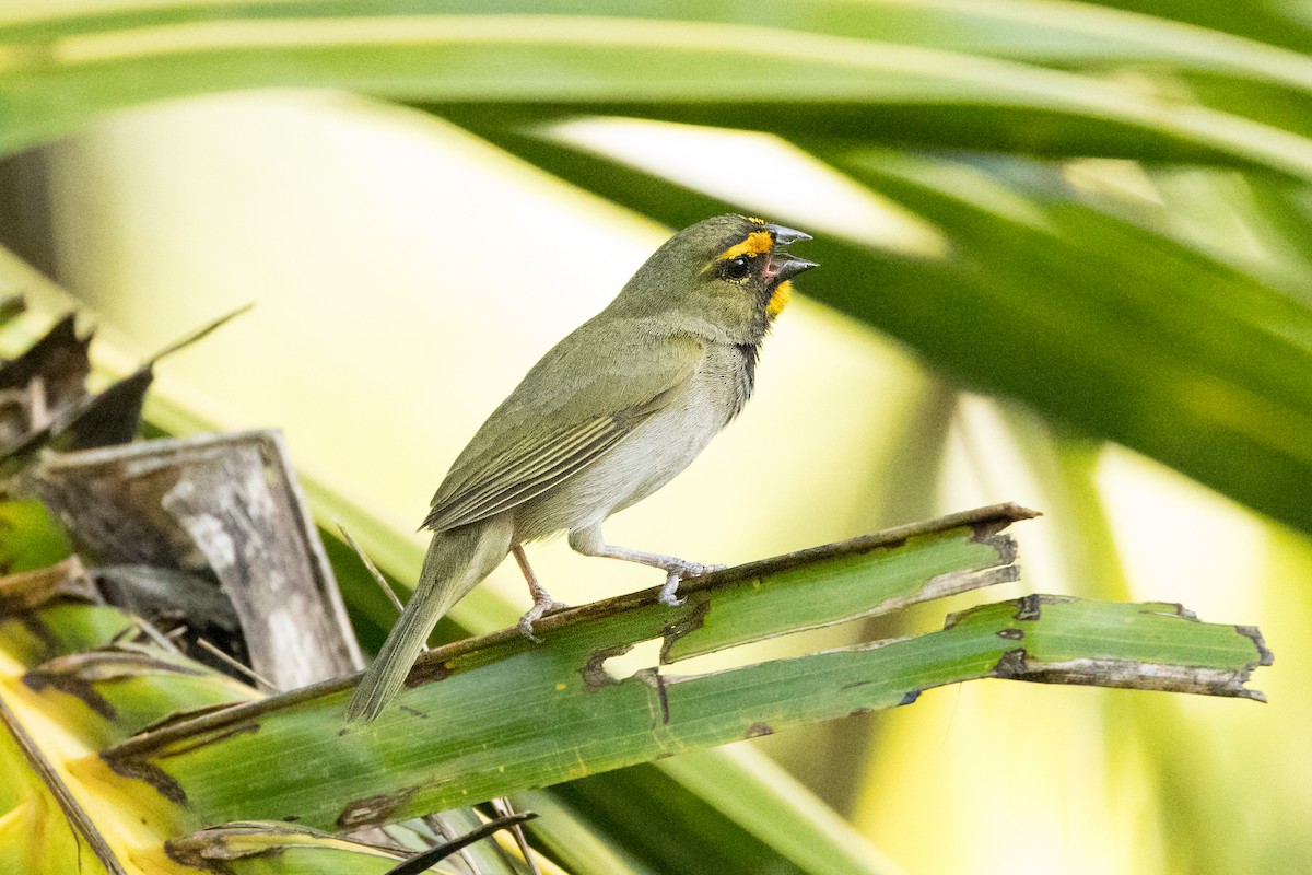 Yellow-faced Grassquit - ML647361772