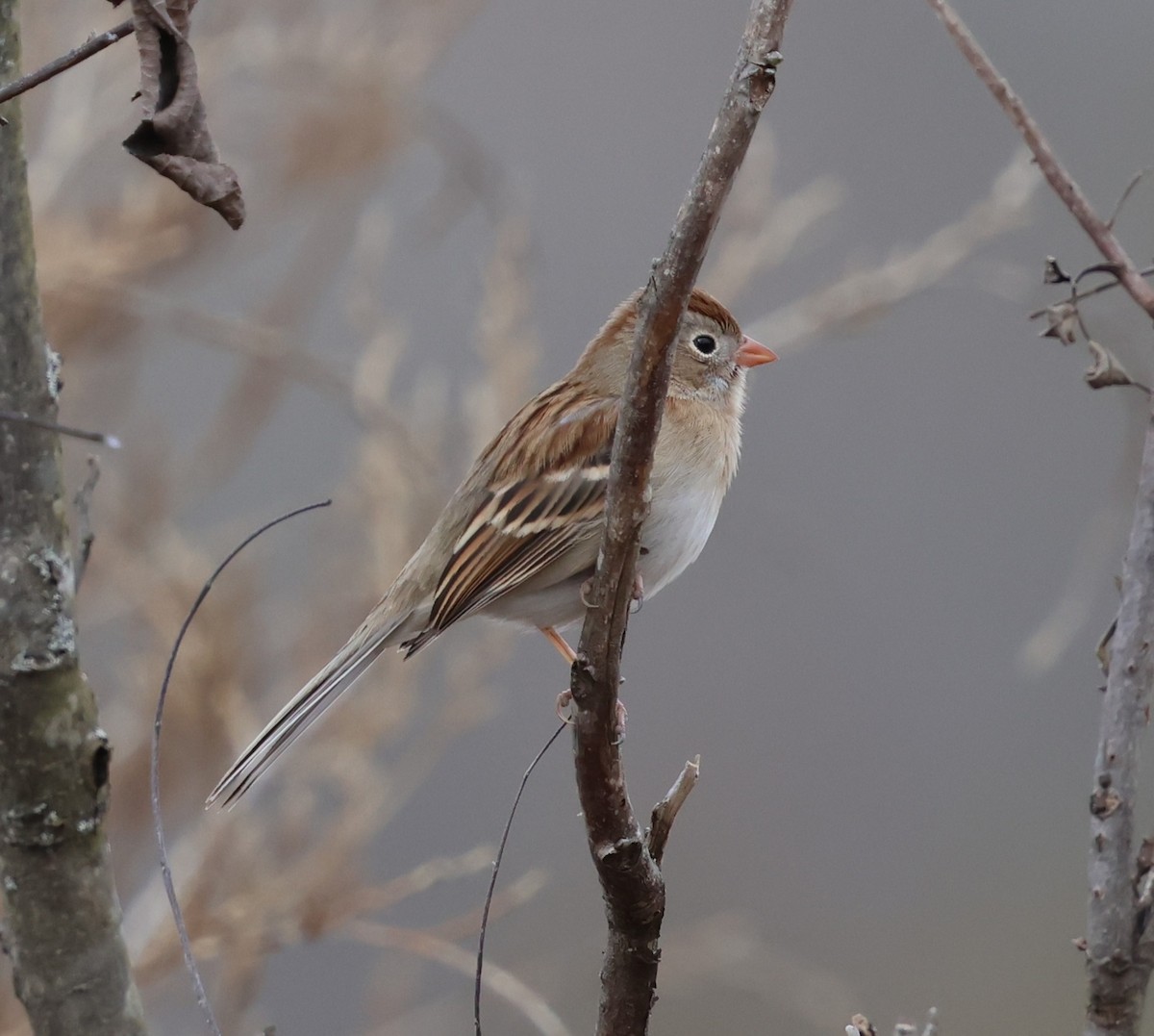 ヒメドリ - ML647361773