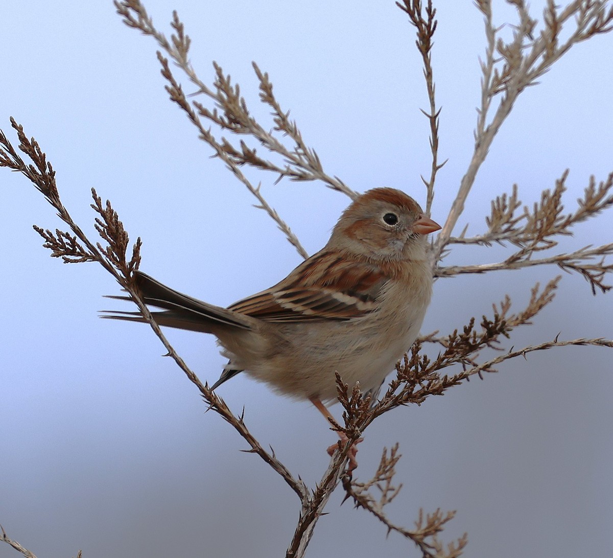 ヒメドリ - ML647361774