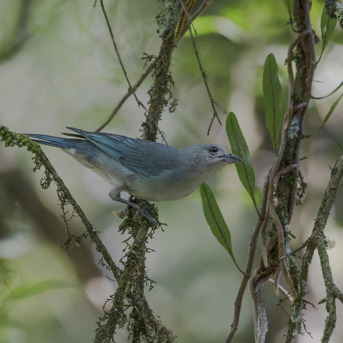 Sayaca Tanager - ML647361775