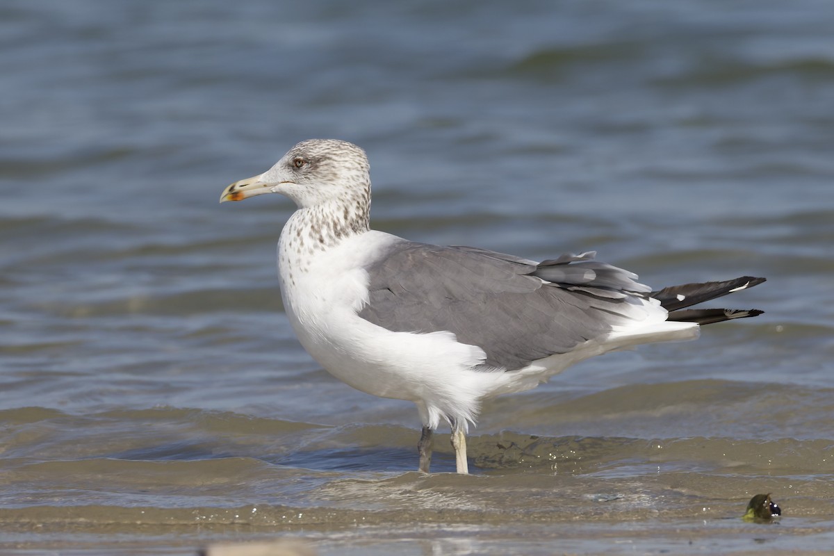 Kara Sırtlı Martı (barabensis) - ML647361777