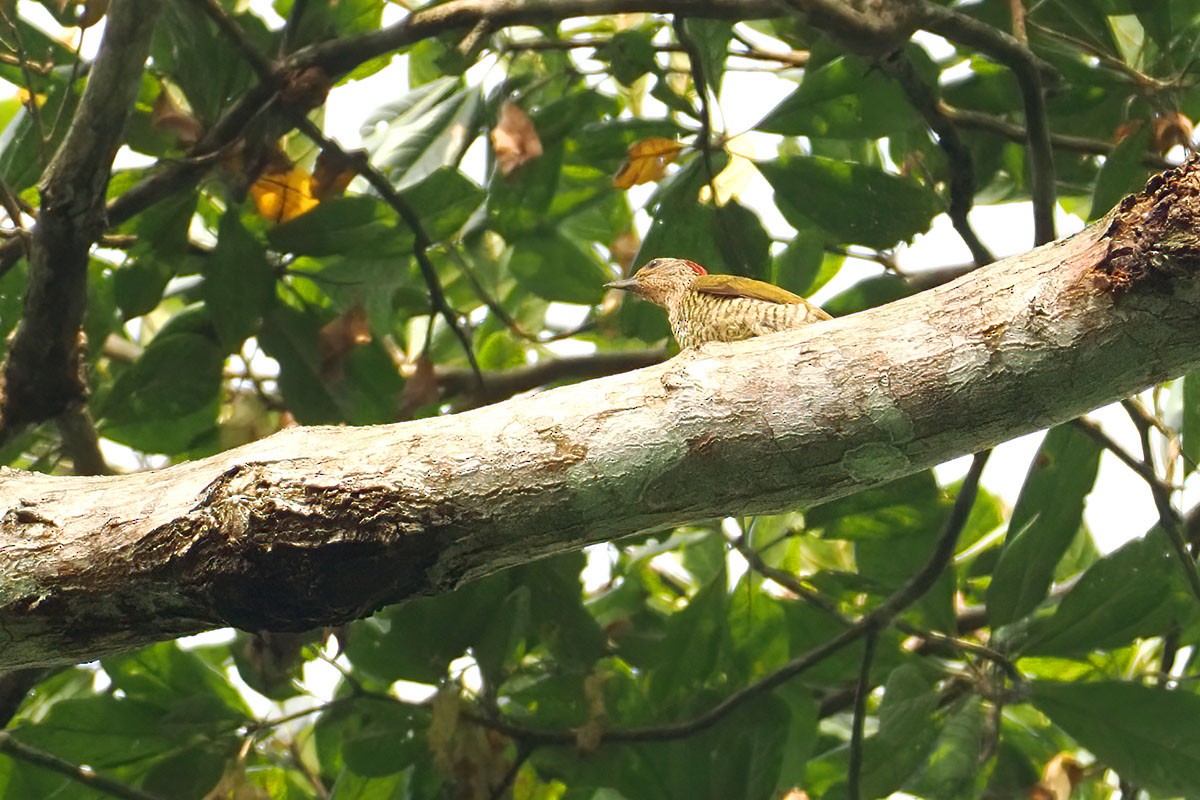 Green-backed Woodpecker (Little Green) - ML647361778
