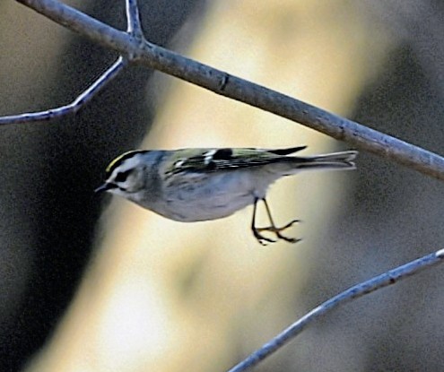 Golden-crowned Kinglet - ML647361784