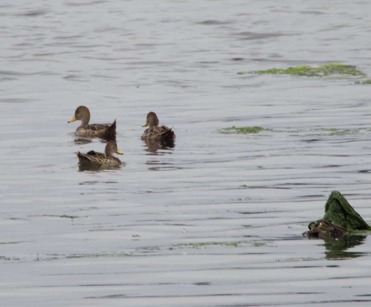 Yellow-billed Pintail - ML647361785
