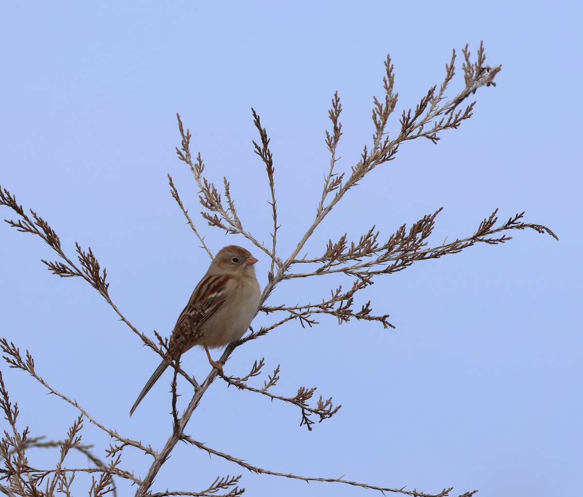 ヒメドリ - ML647361786