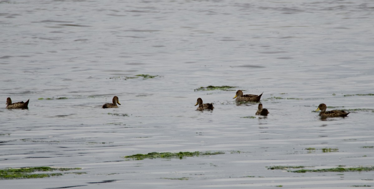 Yellow-billed Pintail - ML647361787