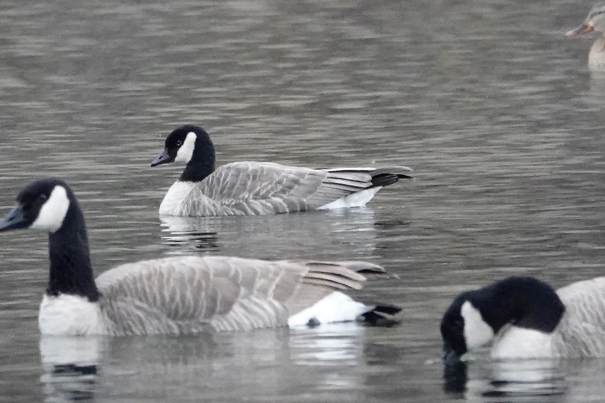 小加拿大雁 - ML647361789