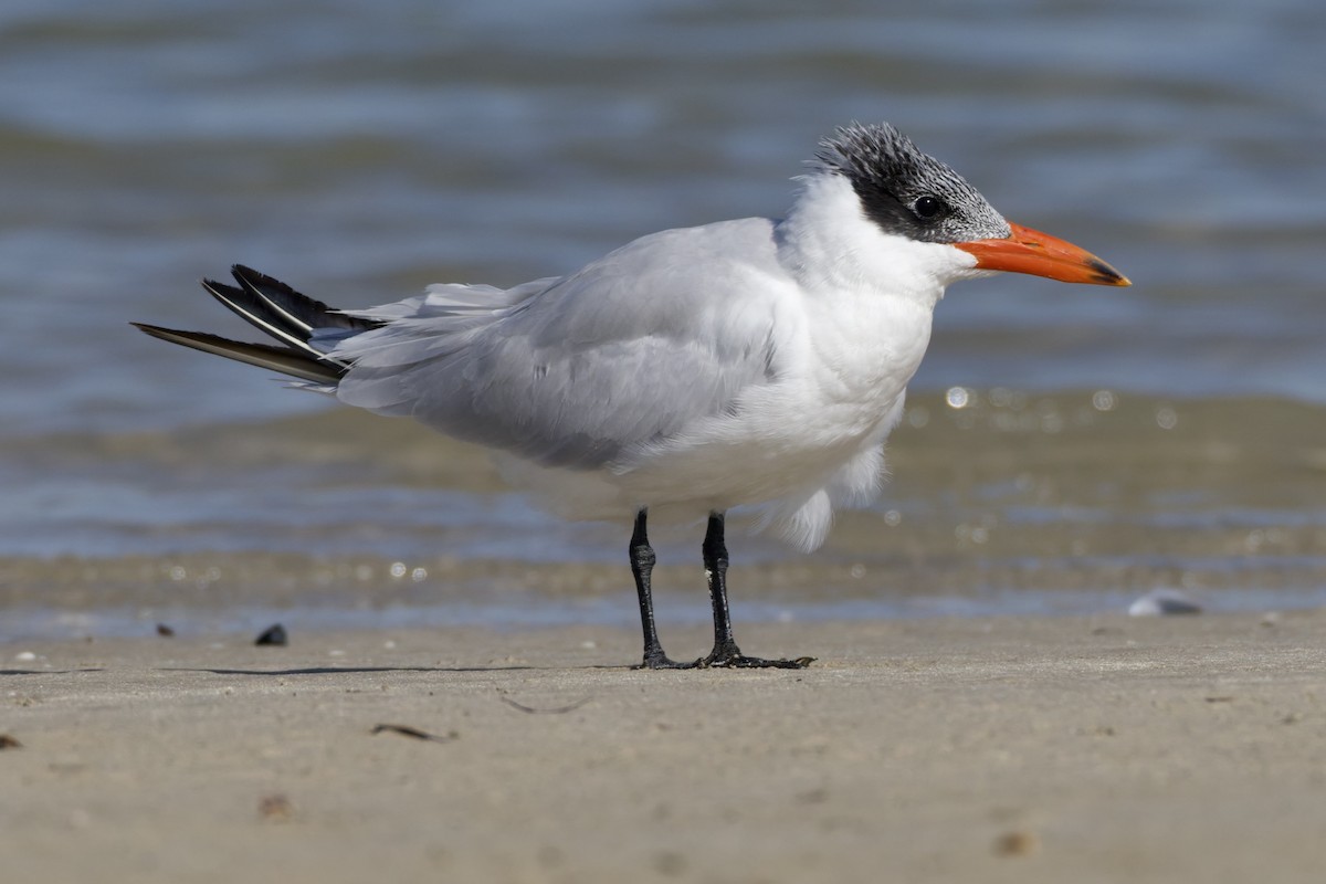 Hazar Sumrusu - ML647361795