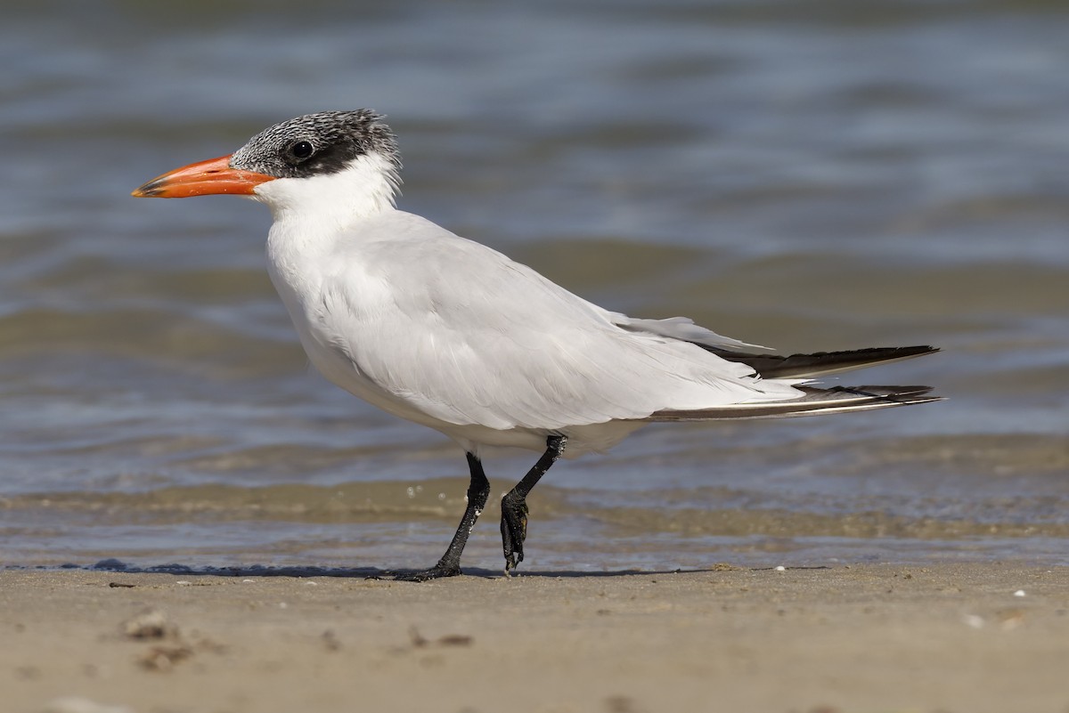 Hazar Sumrusu - ML647361796