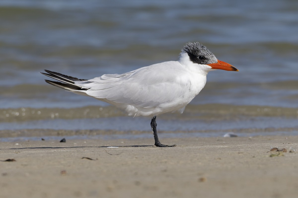 Hazar Sumrusu - ML647361797