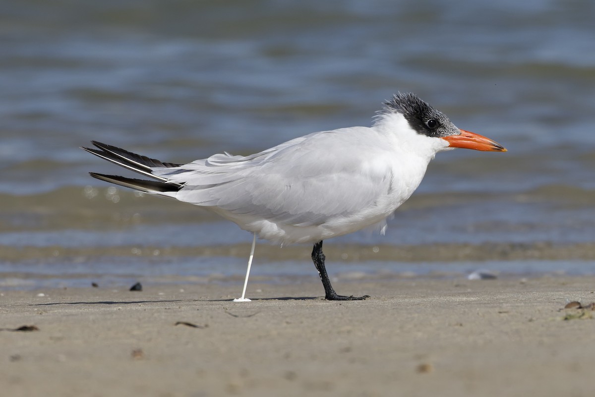 Hazar Sumrusu - ML647361798