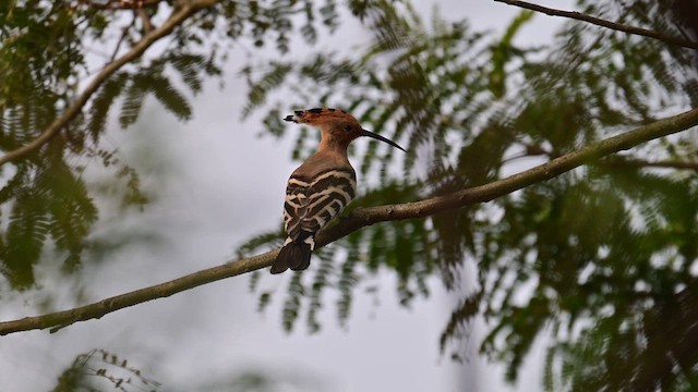 戴勝 - ML647361799