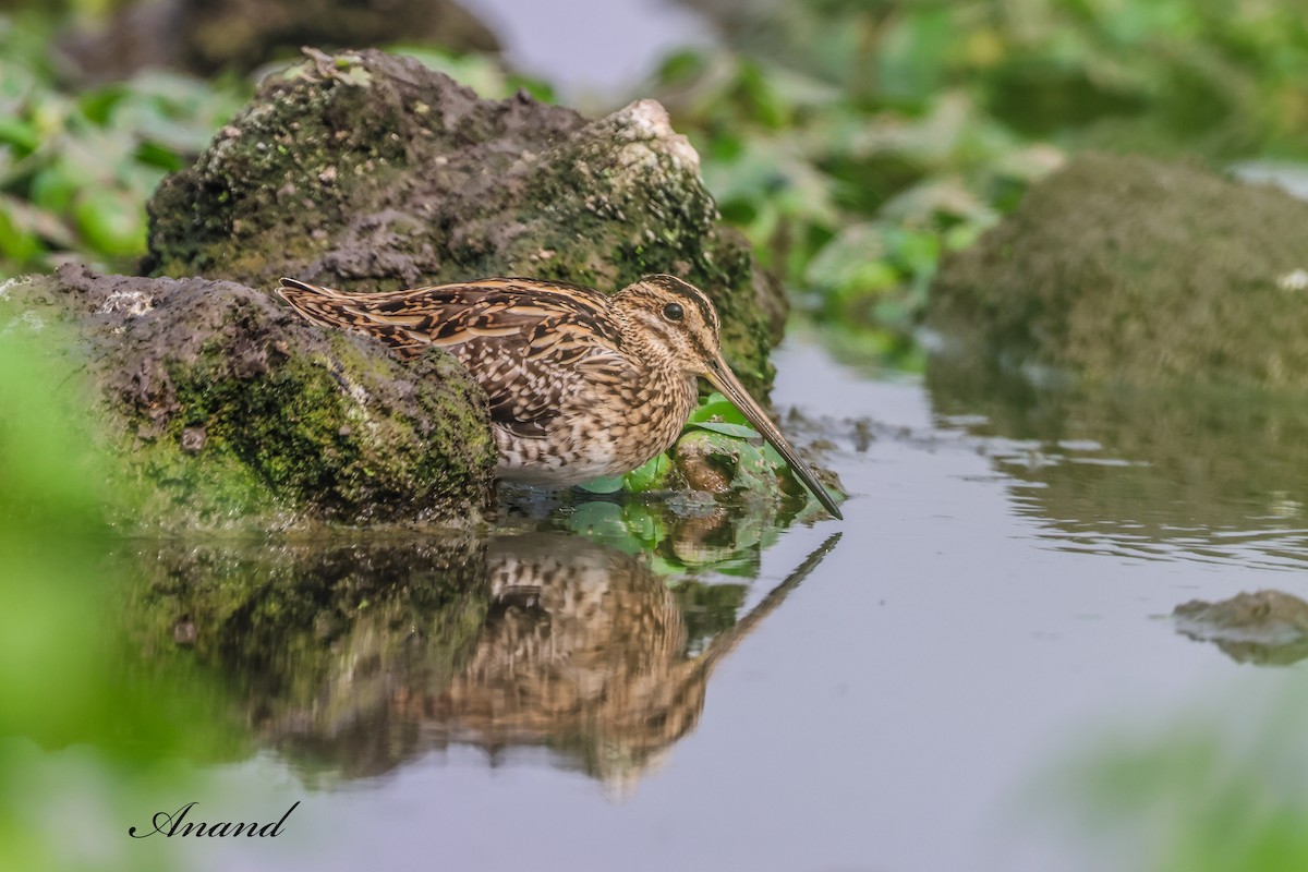 חרטומית ביצות - ML647361800