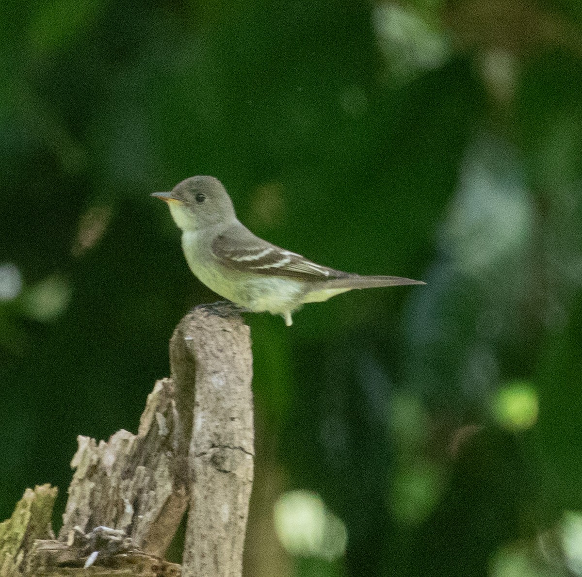 Eastern Wood-Pewee - ML647361805
