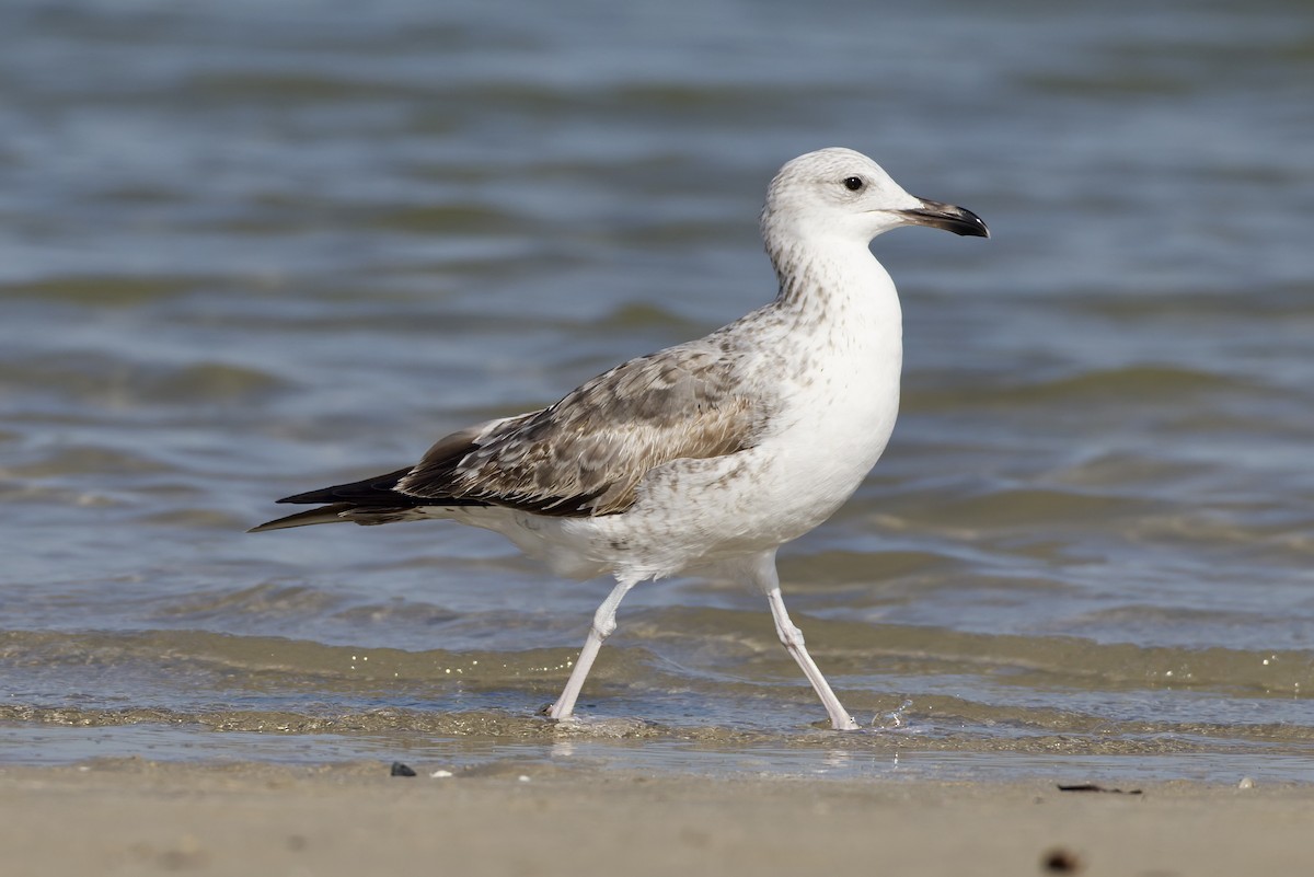 Kara Sırtlı Martı - ML647361806