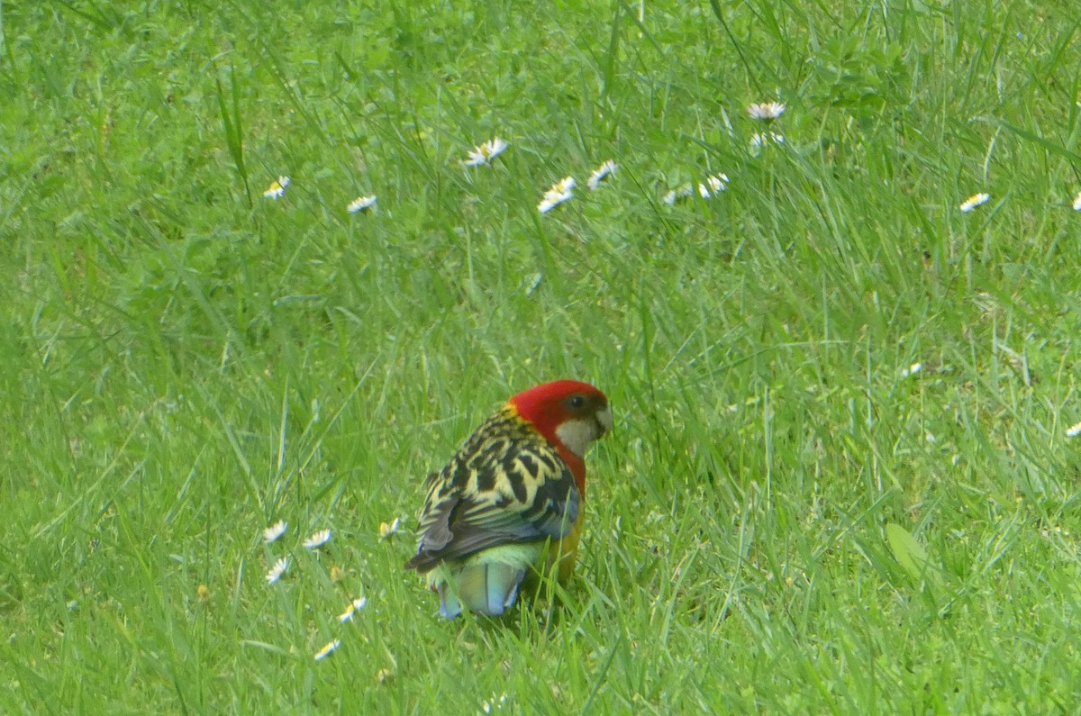 Perico Multicolor - ML647361808