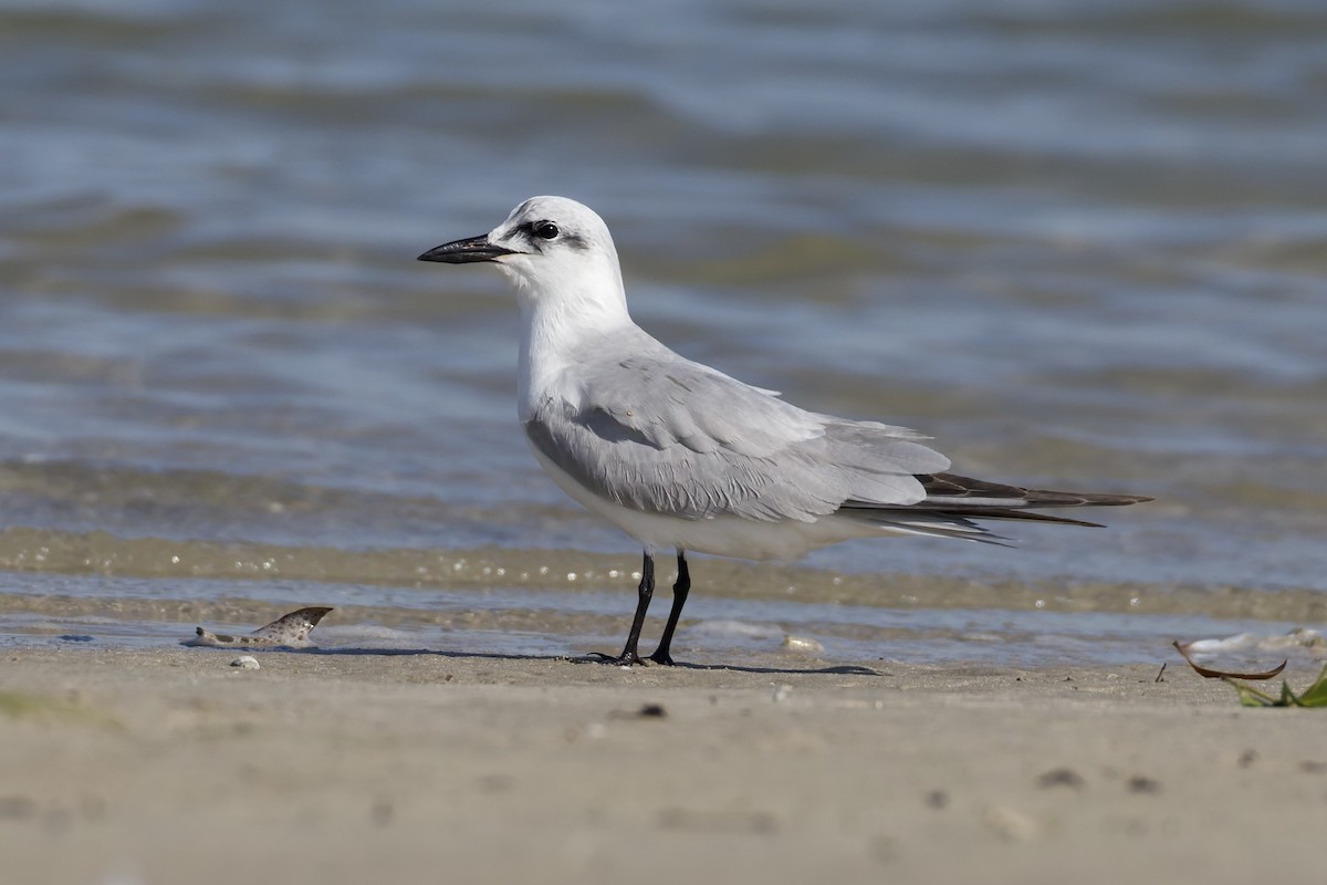 Gülen Sumru - ML647361811