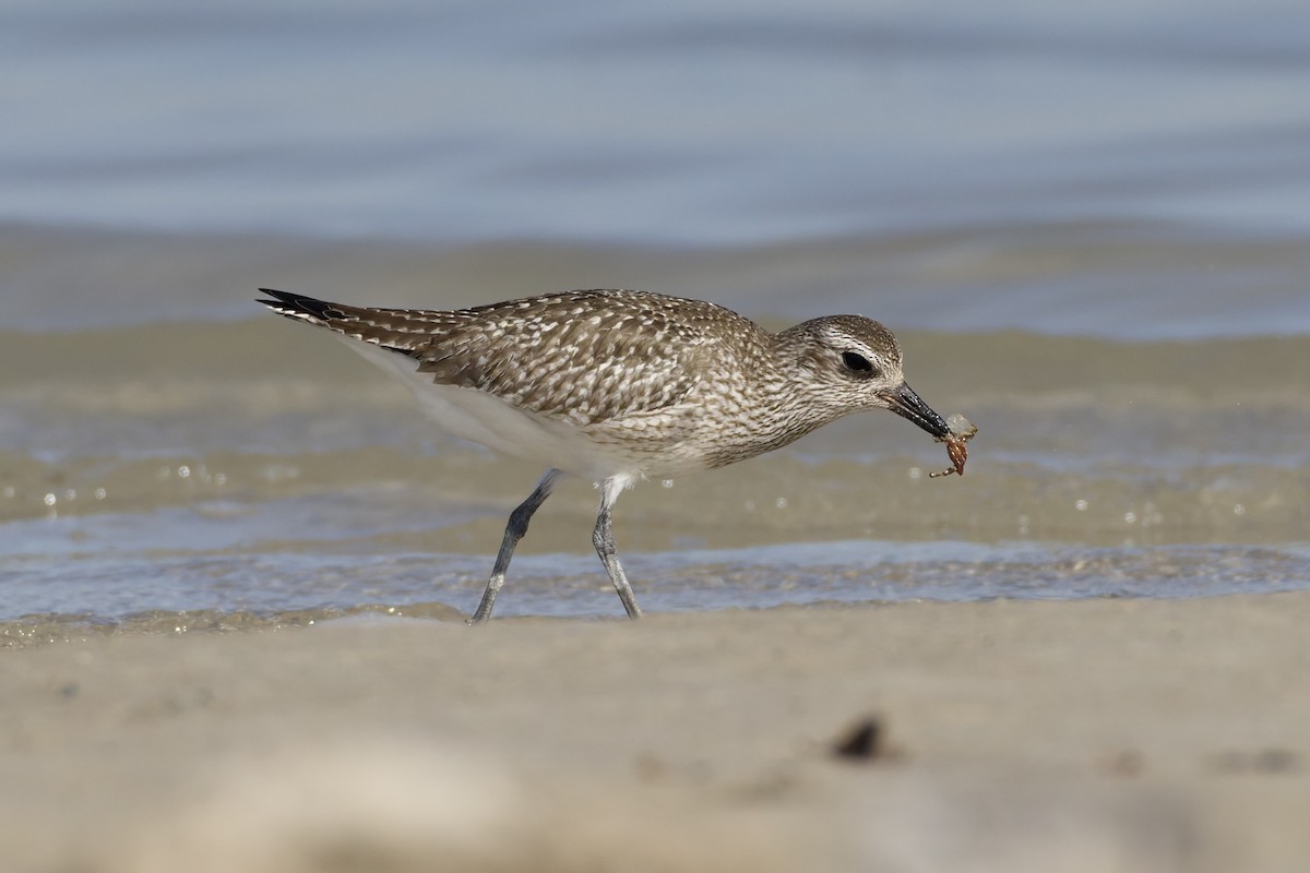 Gümüş Yağmurcun - ML647361824