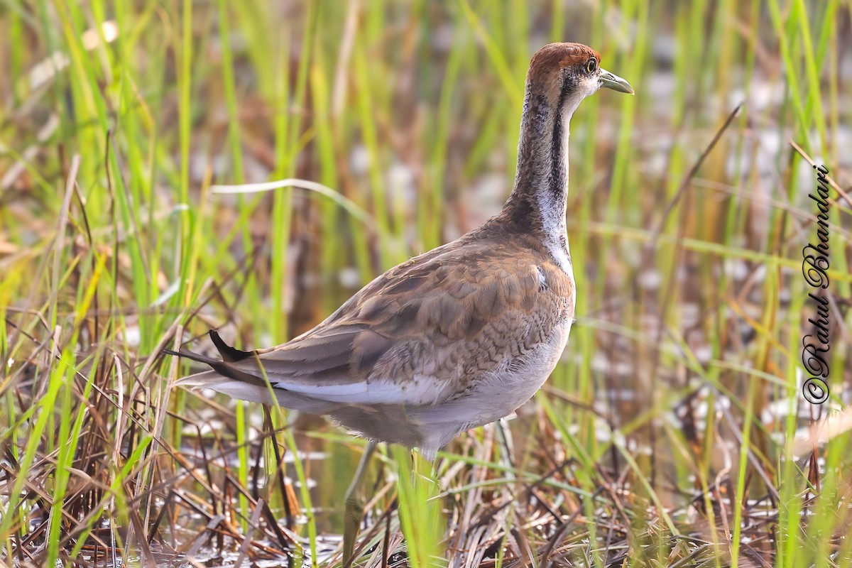 fasanbladhøne - ML647361835