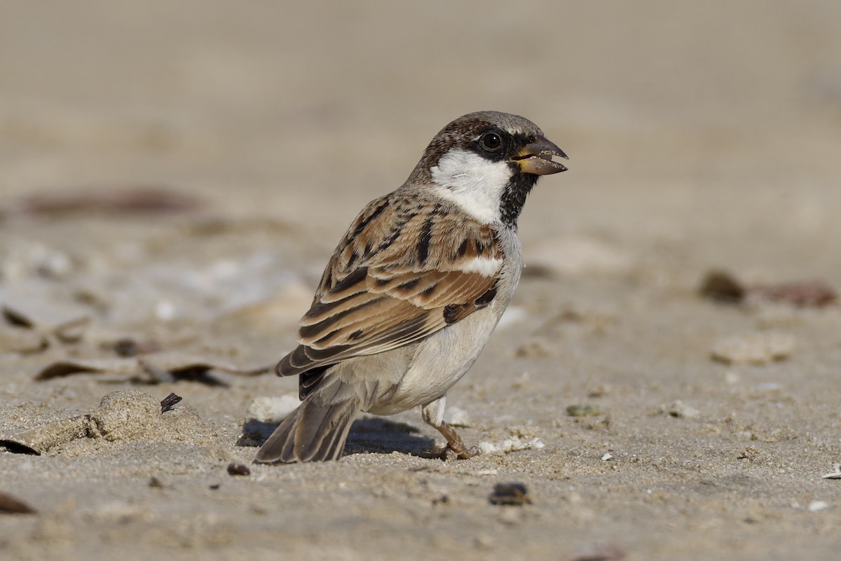 Serçe [indicus grubu] - ML647361836