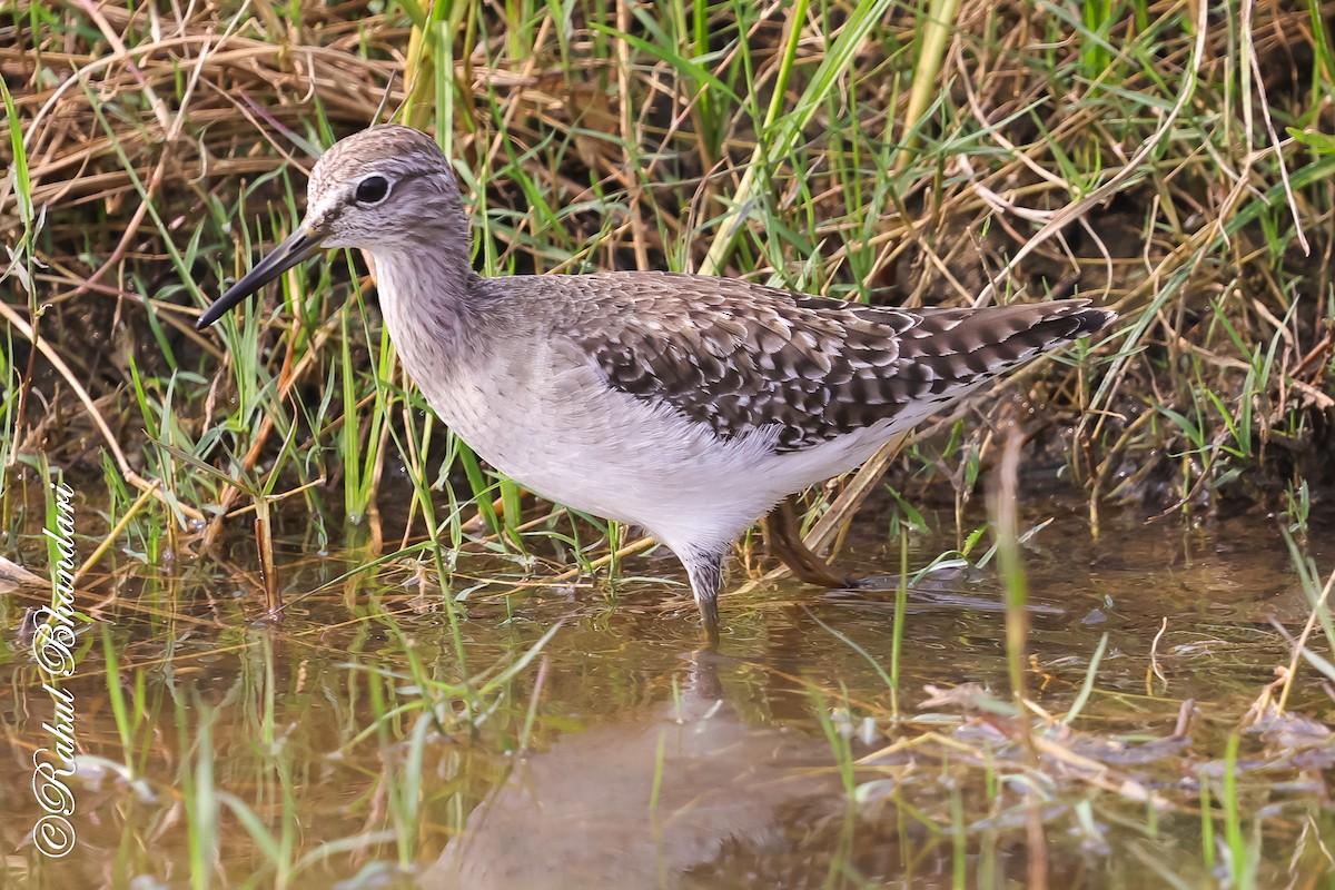 vodouš bahenní - ML647361849