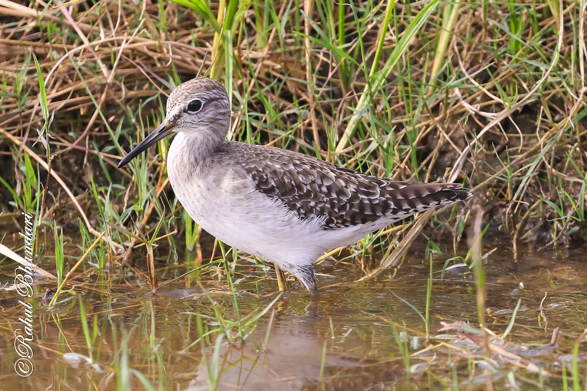 vodouš bahenní - ML647361854