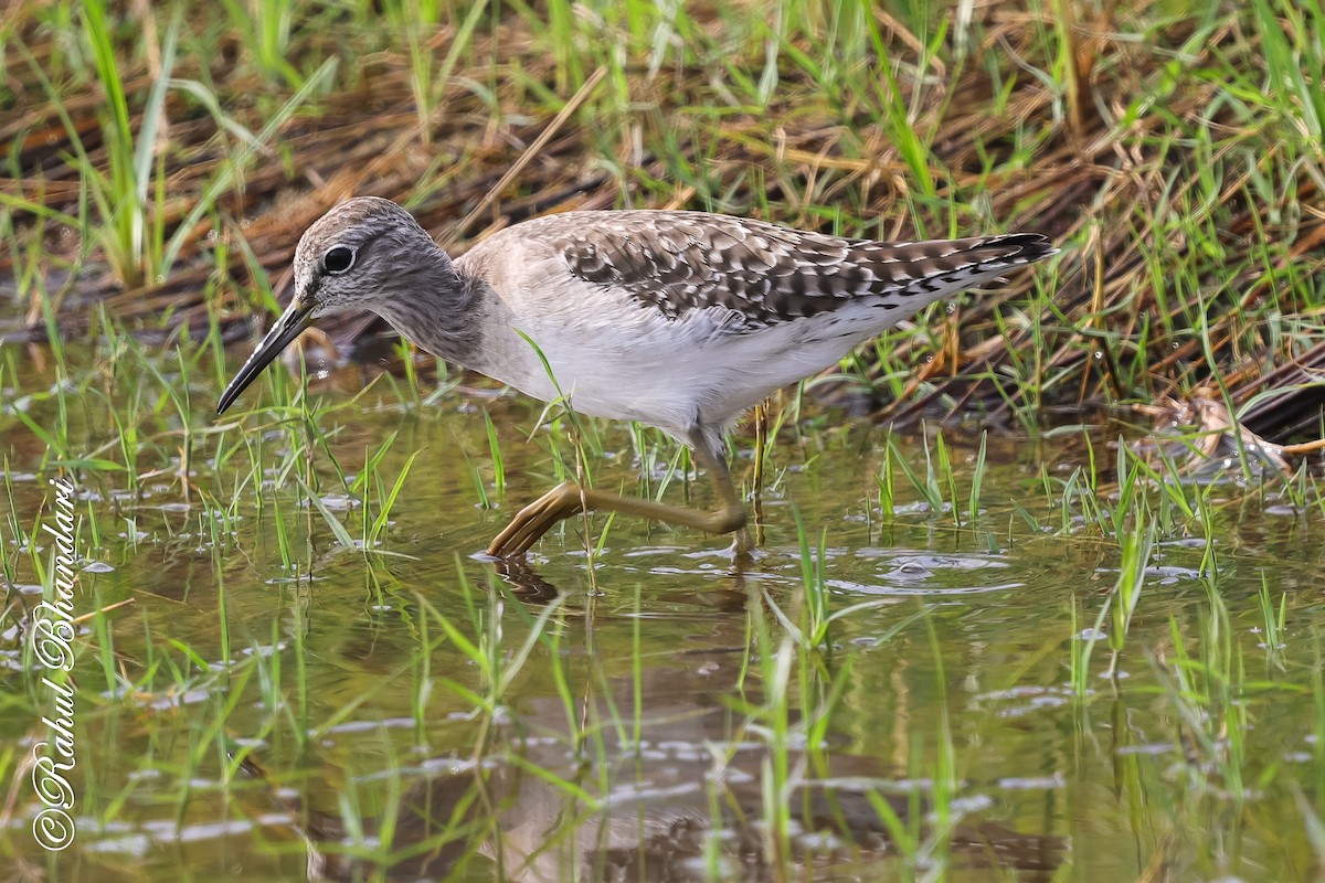 vodouš bahenní - ML647361856