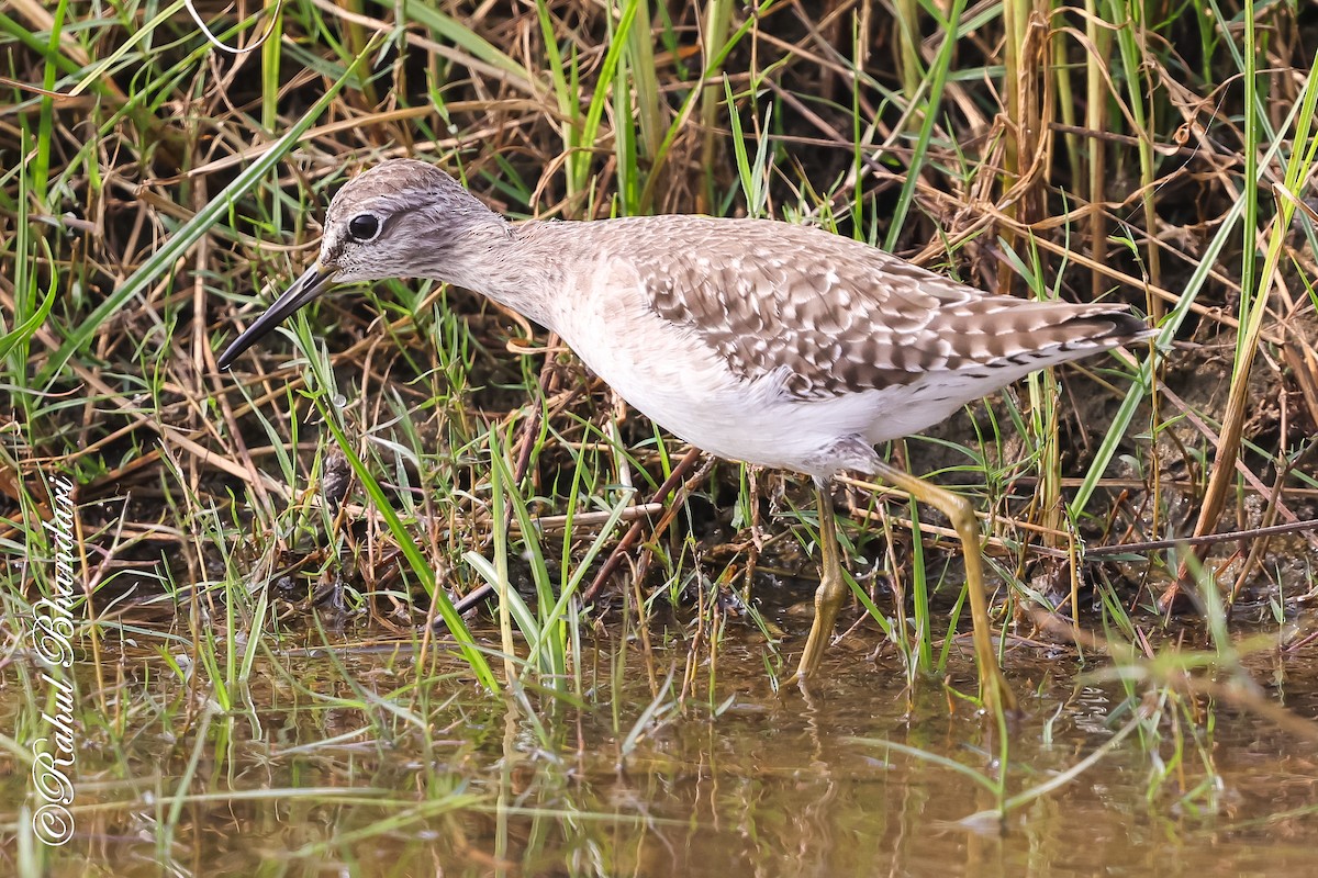 vodouš bahenní - ML647361857