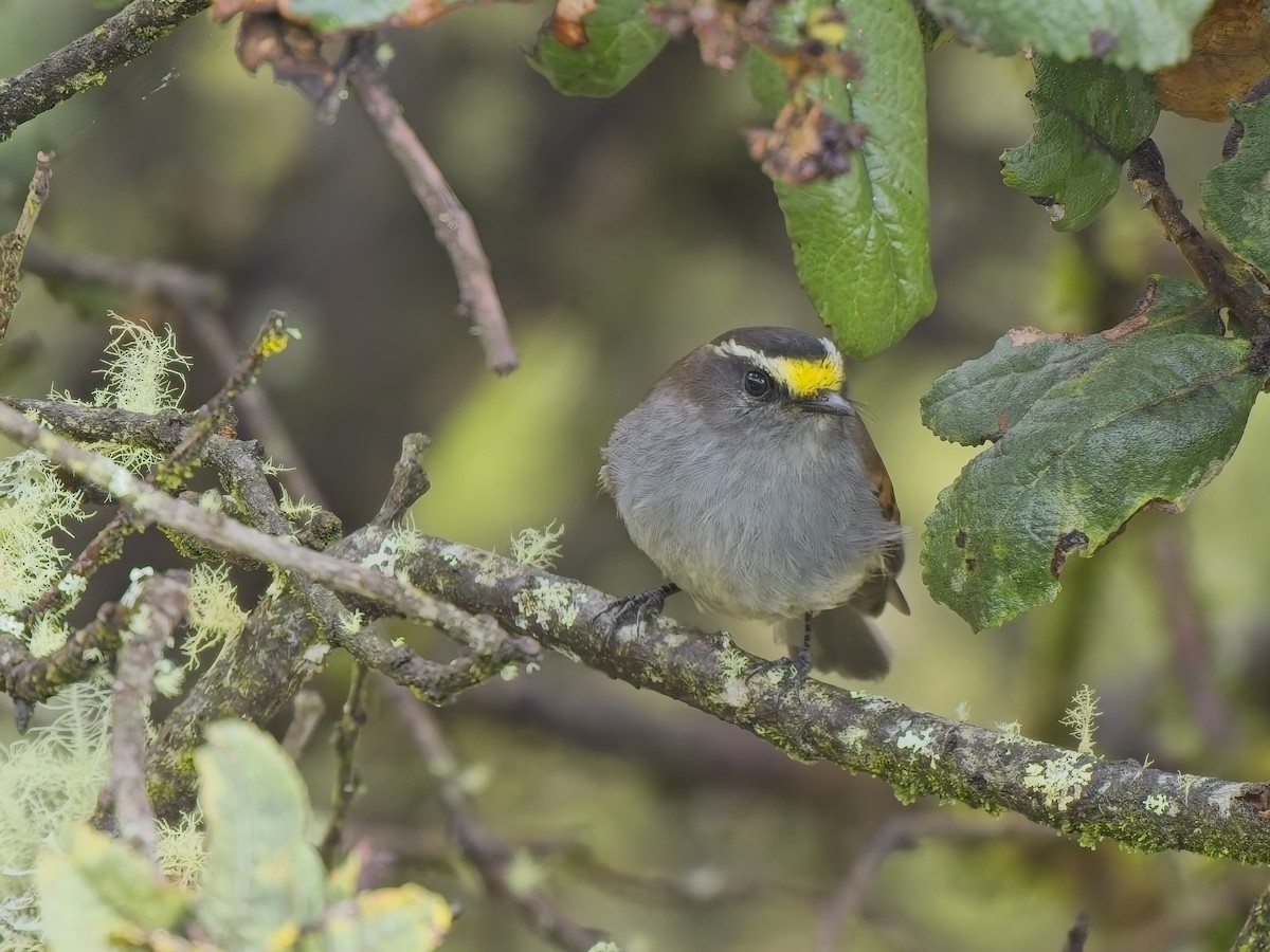 Jelski's Chat-Tyrant - ML647361879