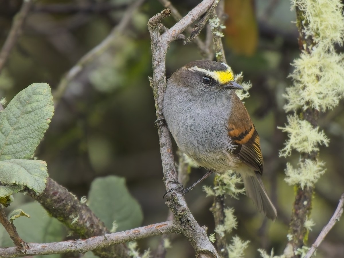 Jelski's Chat-Tyrant - ML647361881