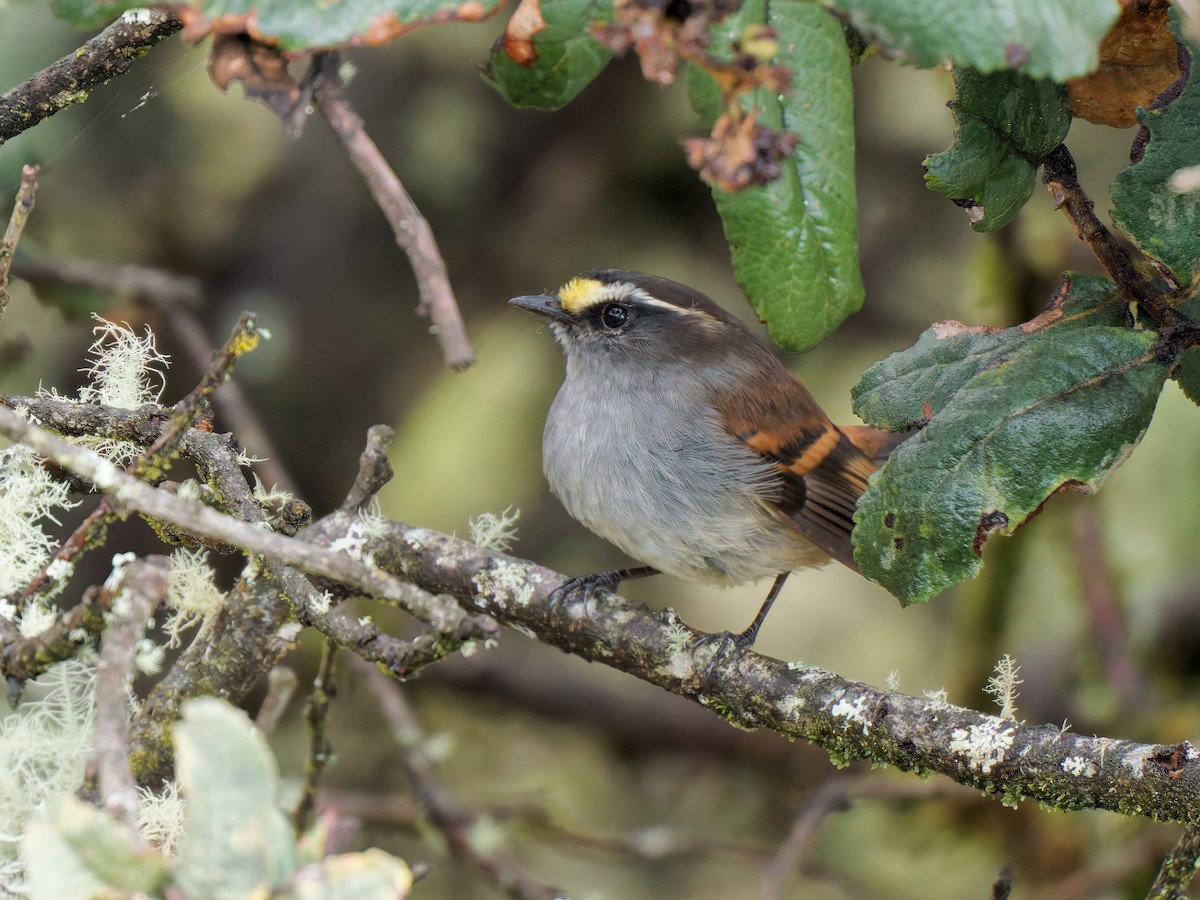 Jelski's Chat-Tyrant - ML647361882